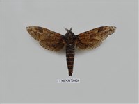 藏品(梟斑蠹蛾)的圖片